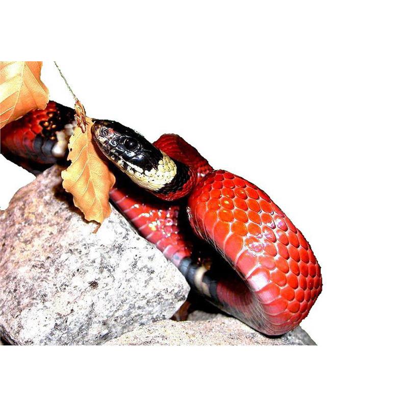 Lampropeltis Triangulum sinaloae Milksnake - imagine 4